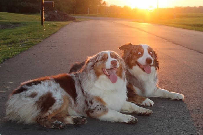 Australian sales shepherd farm