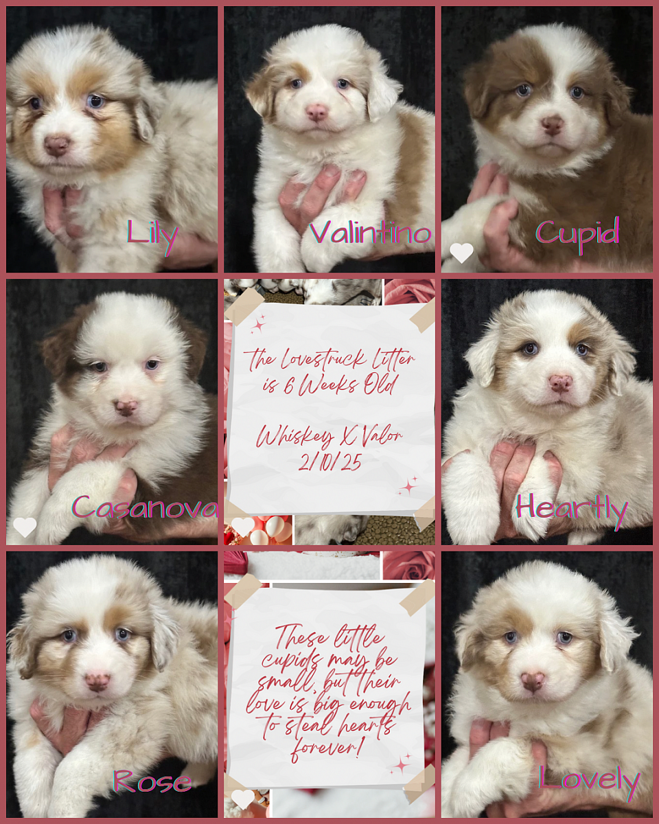 Lovestruck Litter 2025