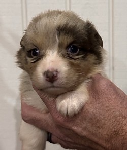Sage Red Merle Female Reserved