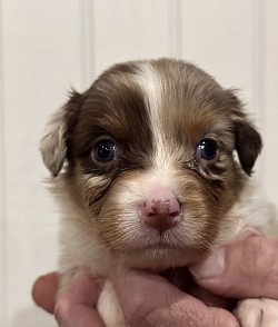 Praline Red Merle Female Reserved