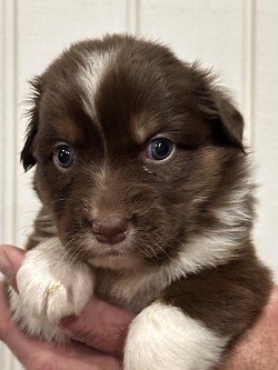 Truffle Red Tricolor Female Reserved