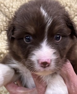 Russet Red Tricolor Male reserved