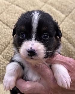 Macy Black Tricolor Female reserved