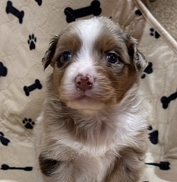Copper Red Merle Male Reserved